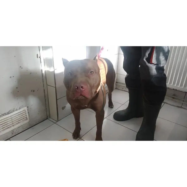 Znaleziono psa, Białystok, 1 kwietnia 2024