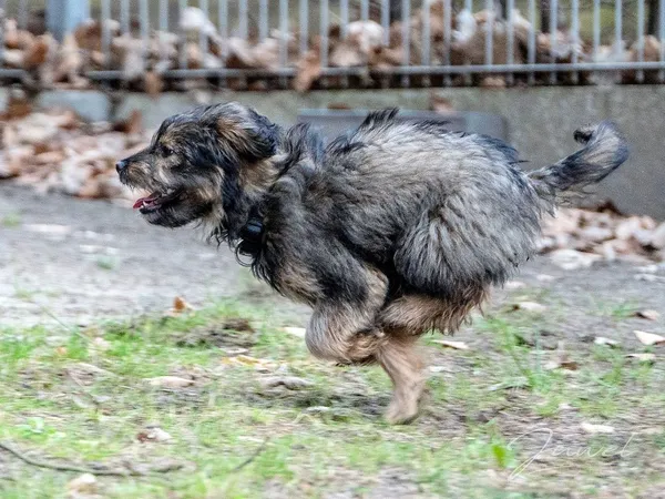 Pies do adopcji, Sopot, 2 kwietnia 2024 (1/5)