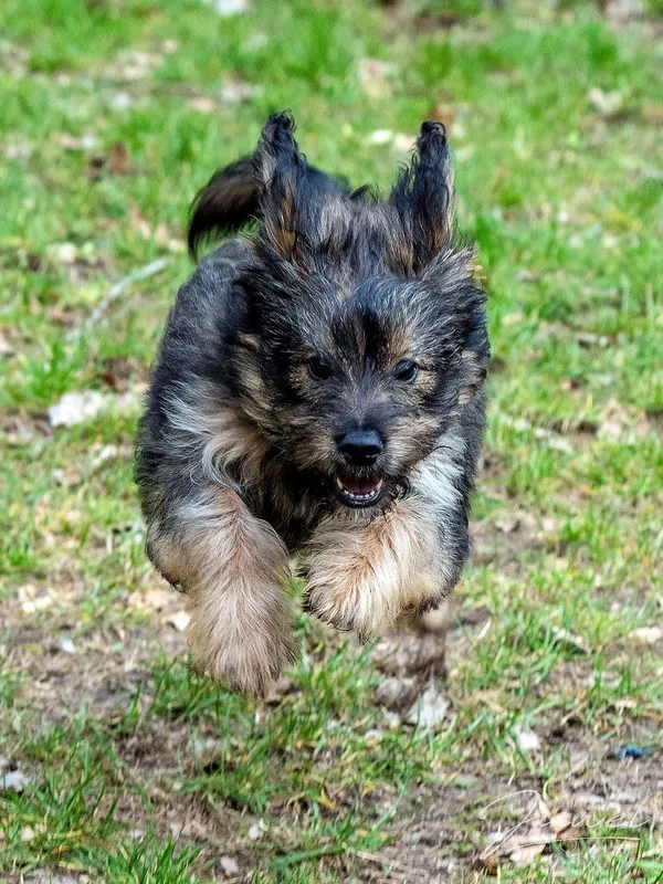 Pies do adopcji, Sopot, 2 kwietnia 2024 (4/5)