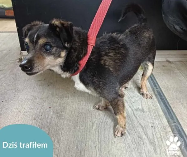 Znaleziono psa, Dąbrówka, 2 kwietnia 2024 (1/2)