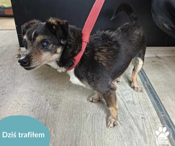 Znaleziono psa, Dąbrówka, 2 kwietnia 2024 (2/2)