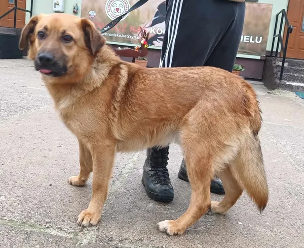 Znaleziono psa, Pieckowo, 2 kwietnia 2024 (1/2)