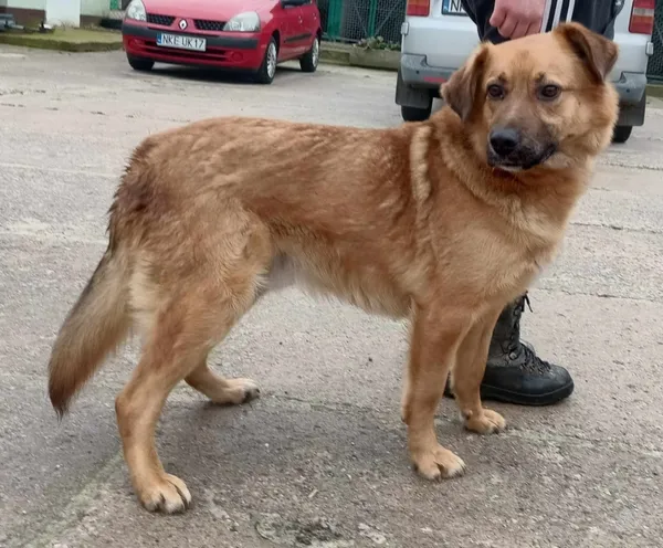 Znaleziono psa, Pieckowo, 2 kwietnia 2024 (2/2)