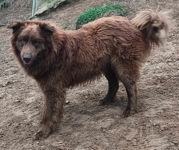 Znaleziono psa, Pieckowo, 2 kwietnia 2024 (2/2)