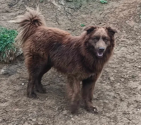 Znaleziono psa, Pieckowo, 2 kwietnia 2024 (1/2)