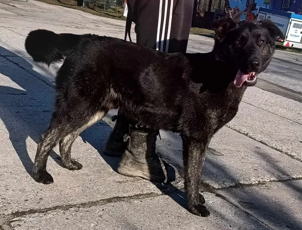 Znaleziono psa, Pieckowo, 2 kwietnia 2024 (1/2)