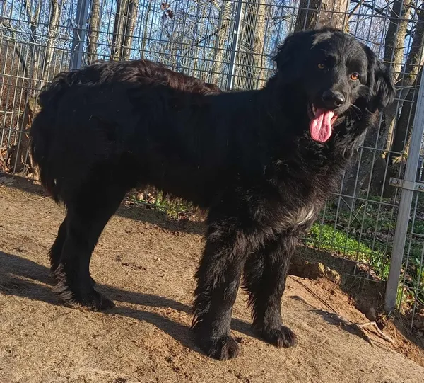 Znaleziono psa, Pieckowo, 2 kwietnia 2024 (1/2)