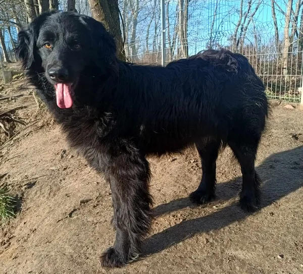 Znaleziono psa, Pieckowo, 2 kwietnia 2024 (2/2)