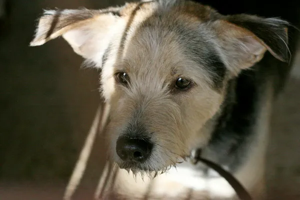 Znaleziono psa, Wałbrzych, 29 marca 2024 (1/3)