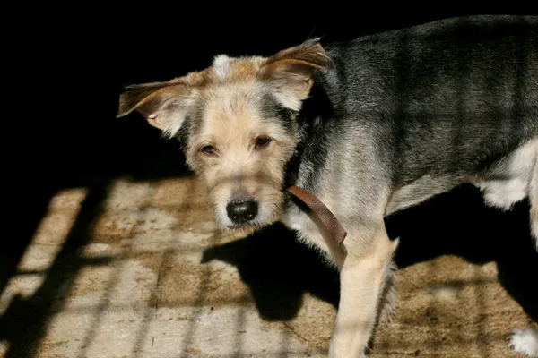 Znaleziono psa, Wałbrzych, 29 marca 2024 (2/3)