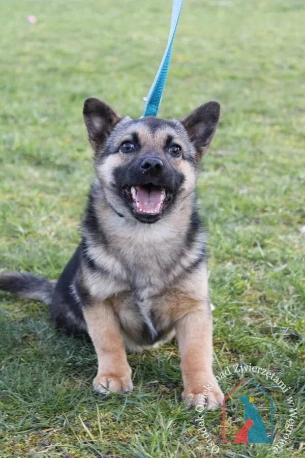 Pies do adopcji, Węgrowo, 26 marca 2024