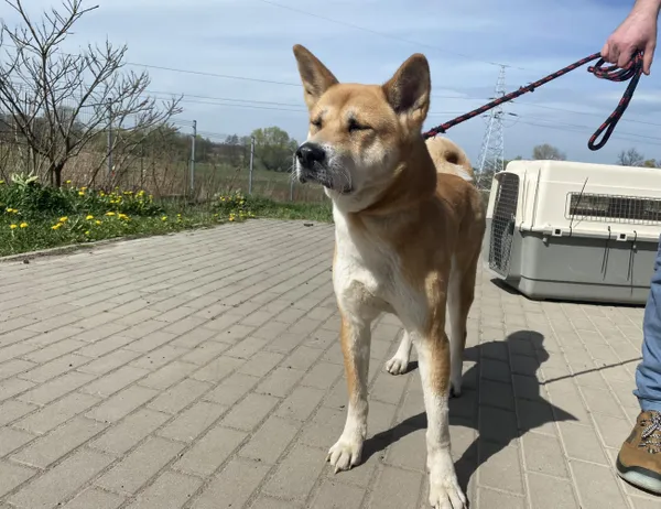 Znaleziono psa, Świdnica, 1 kwietnia 2024