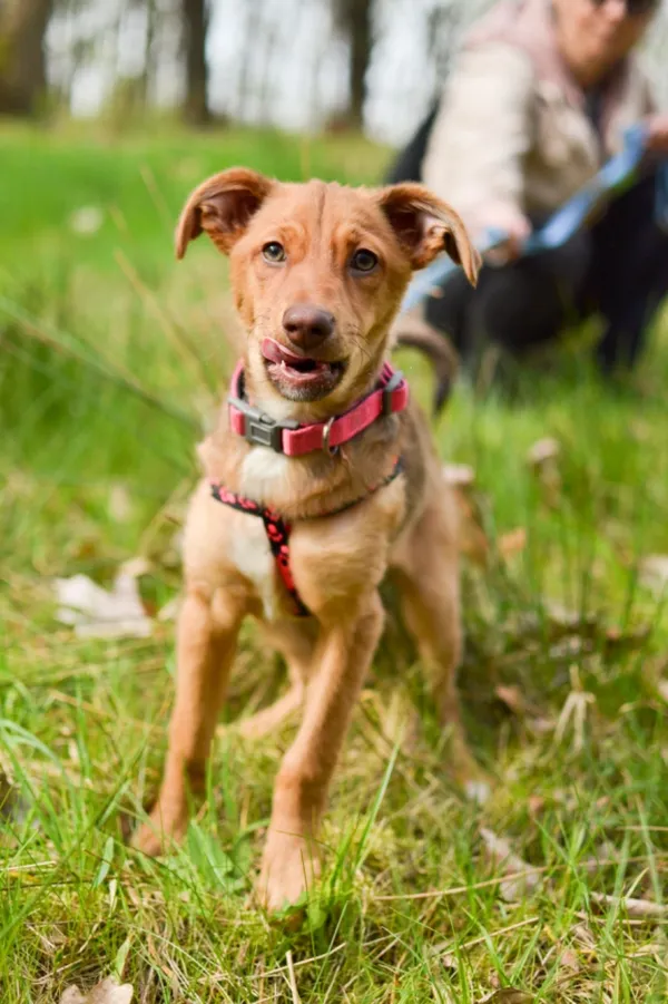 Pies do adopcji, Sosnowiec, 28 marca 2024 (1/4)