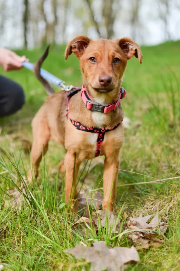 Pies do adopcji, Sosnowiec, 28 marca 2024 (2/4)