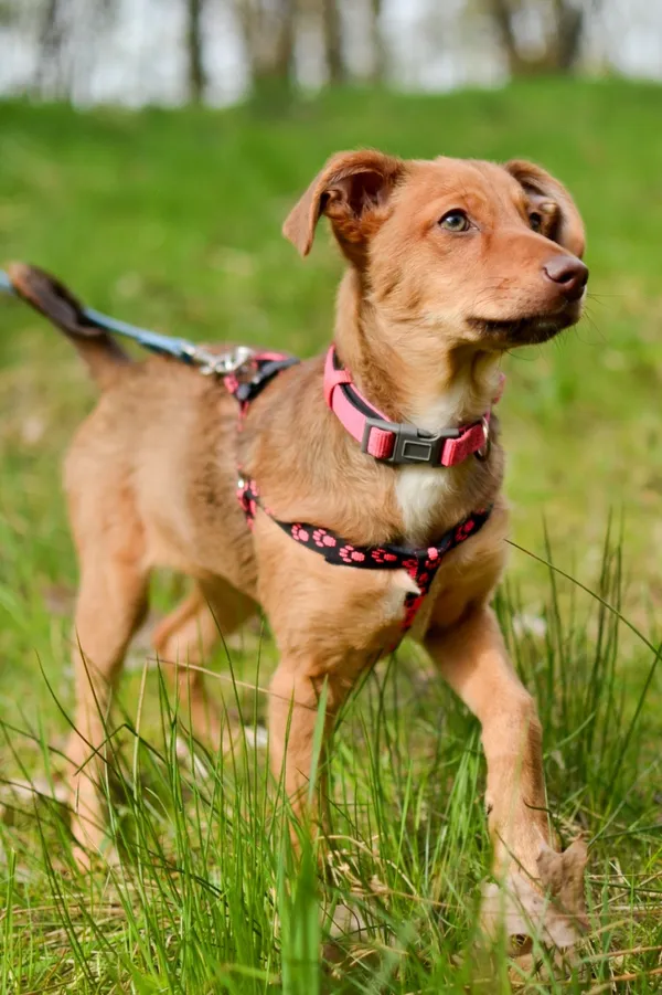 Pies do adopcji, Sosnowiec, 28 marca 2024 (3/4)