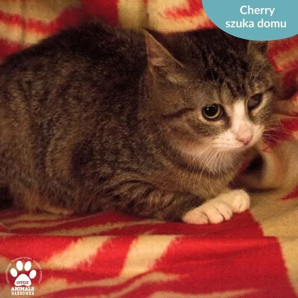 Kot do adopcji, Dąbrówka, 2 kwietnia 2024 (3/5)