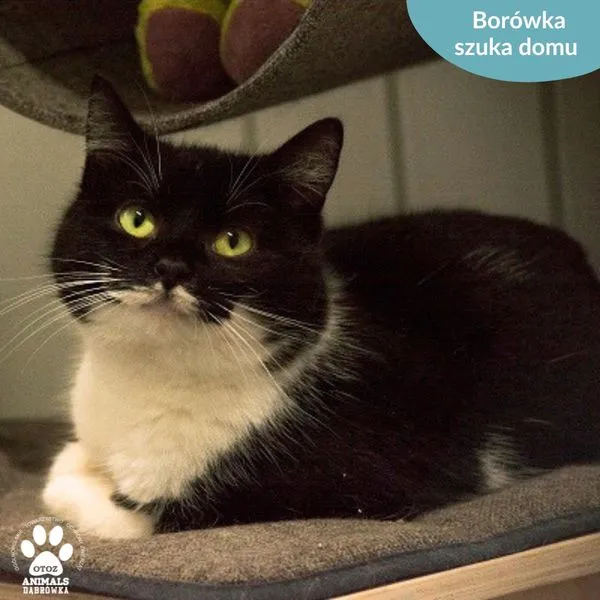 Kot do adopcji, Dąbrówka, 2 kwietnia 2024 (1/5)