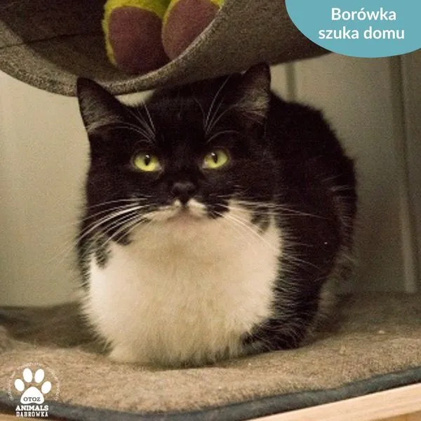 Kot do adopcji, Dąbrówka, 2 kwietnia 2024 (3/5)