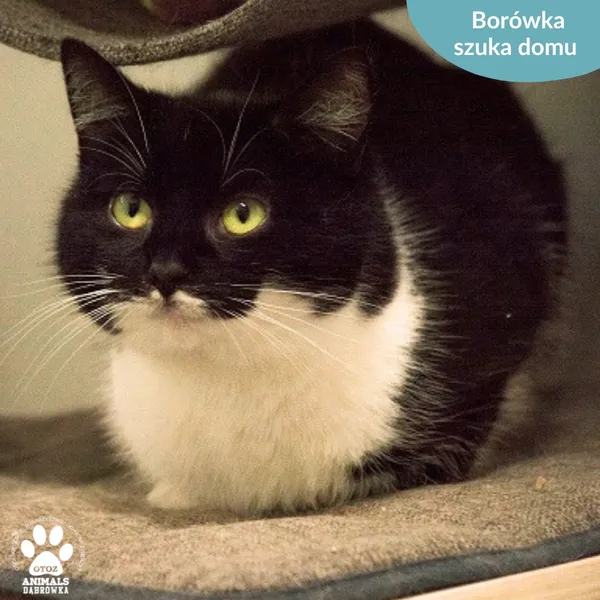 Kot do adopcji, Dąbrówka, 2 kwietnia 2024 (5/5)