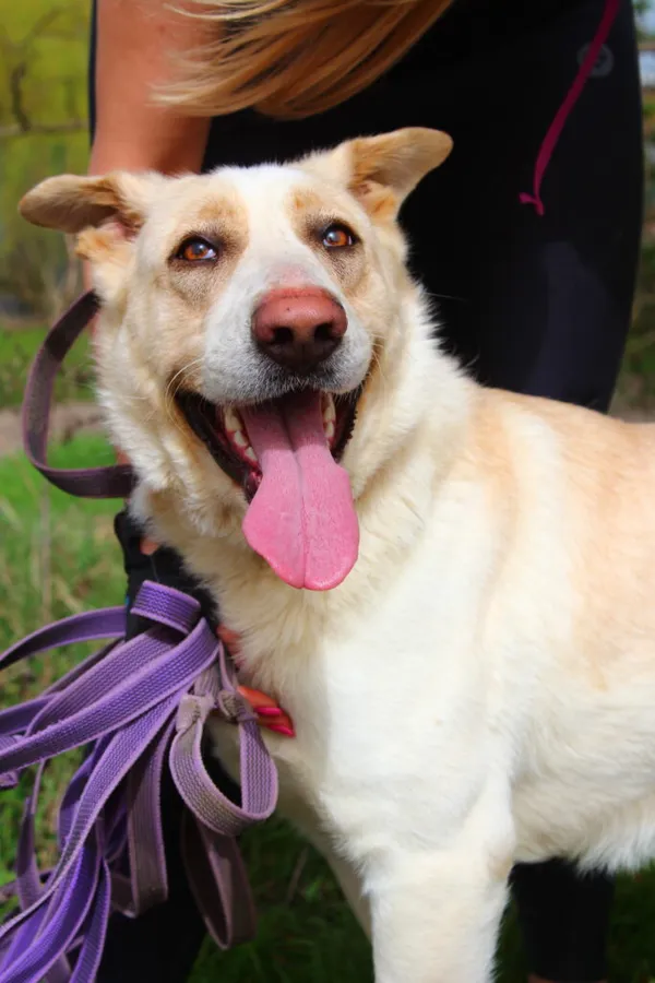 Pies do adopcji, Przyborówko, 5 lutego 2025 (2/5)