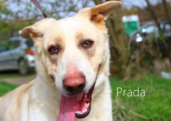 Pies do adopcji, Przyborówko, 5 lutego 2025 (3/5)