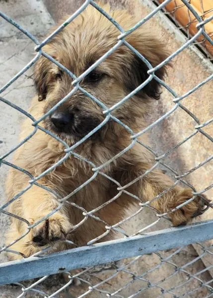 Znaleziono psa, Radom, 29 marca 2024