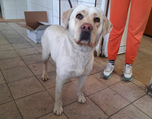 Znaleziono psa, Toruń, 1 kwietnia 2024