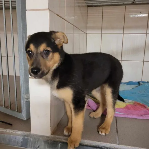 Znaleziono psa, Toruń, 30 marca 2024