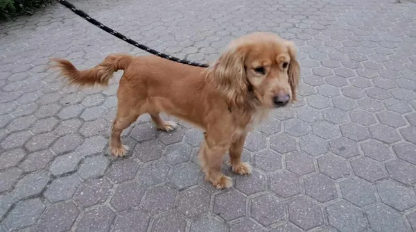 Znaleziono psa, Toruń, 29 marca 2024