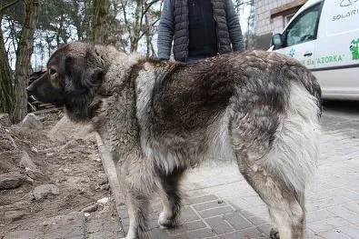 Pies do adopcji, Oborniki, 6 marca 2024 (1/5)