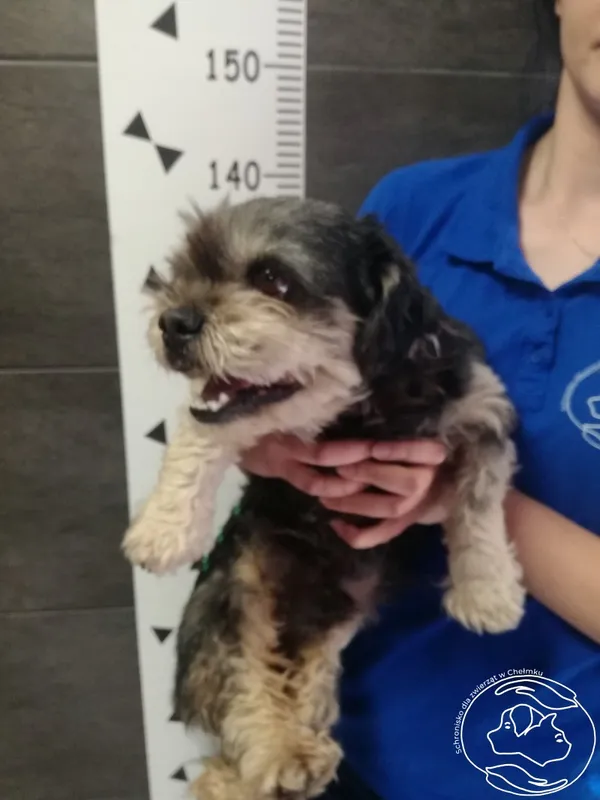 Znaleziono psa, Chełmek, 3 kwietnia 2024