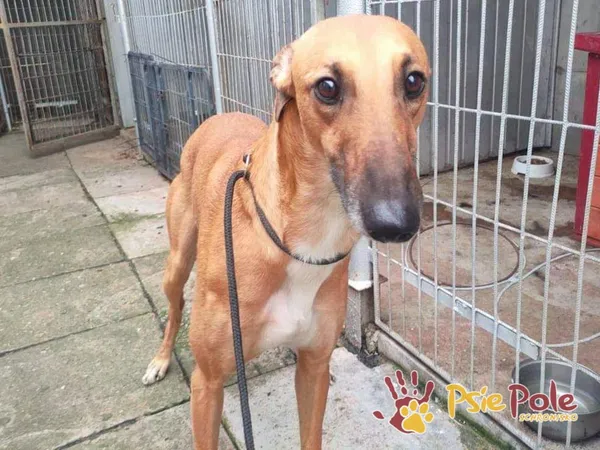 Pies do adopcji, Racławice, 23 września 2021 (1/4)