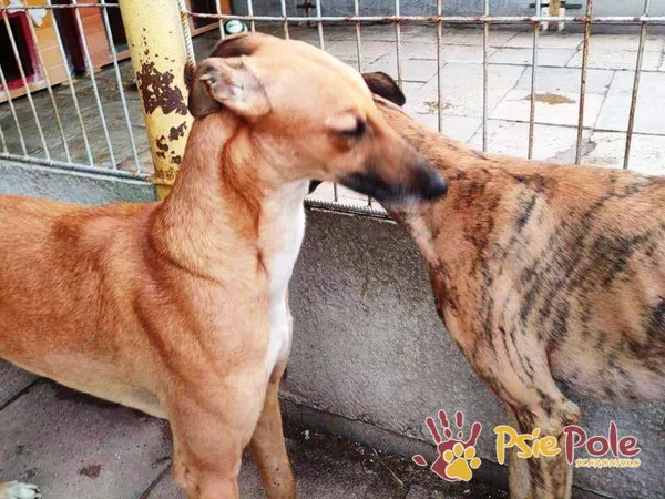 Pies do adopcji, Racławice, 23 września 2021 (2/4)