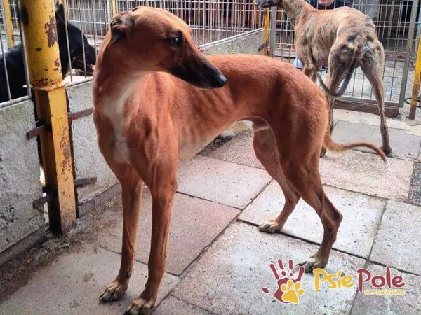 Pies do adopcji, Racławice, 23 września 2021 (3/4)