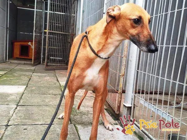 Pies do adopcji, Racławice, 23 września 2021 (4/4)