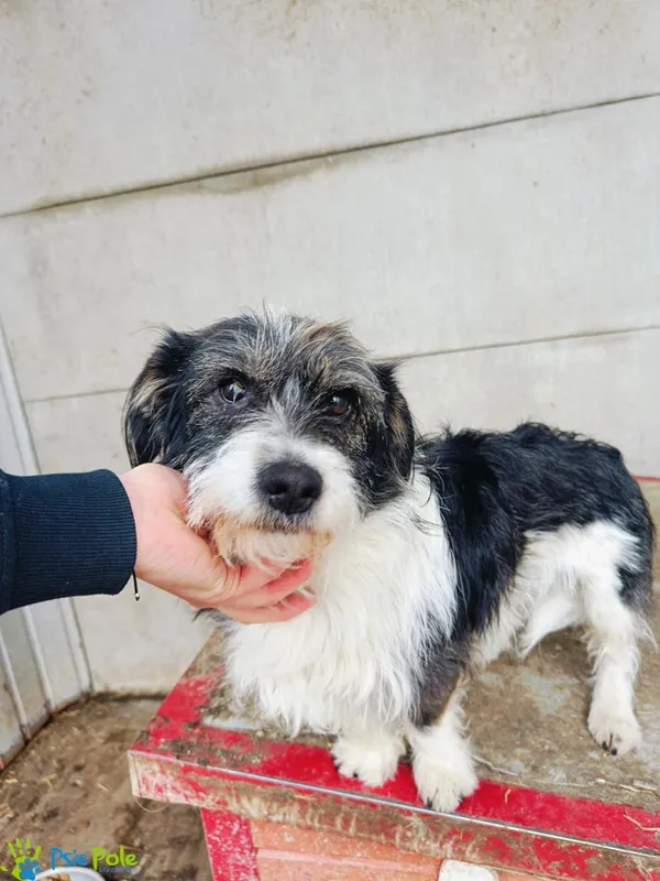 Pies do adopcji, Racławice, 30 marca 2024 (2/5)