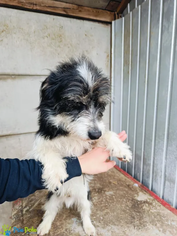 Pies do adopcji, Racławice, 30 marca 2024 (5/5)