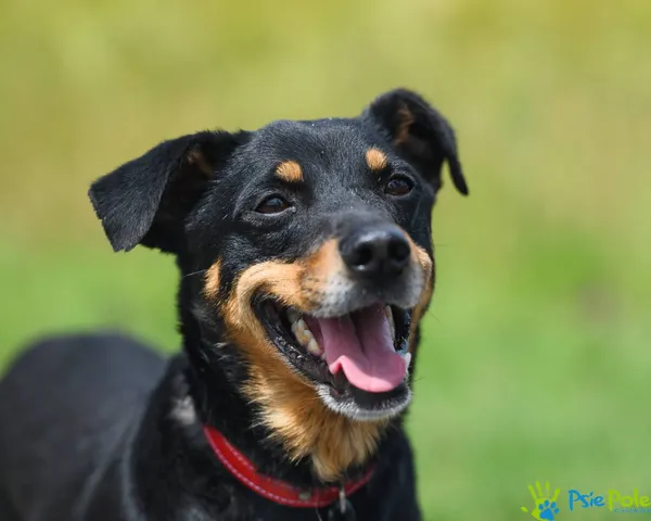 Pies do adopcji, Racławice, 30 marca 2024 (1/5)