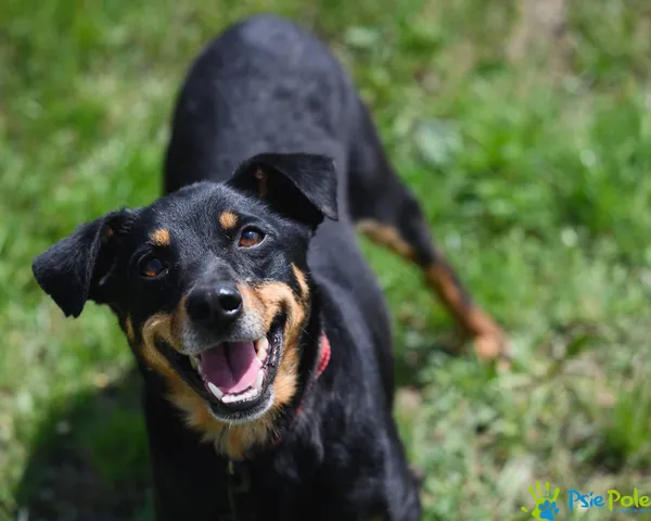 Pies do adopcji, Racławice, 30 marca 2024 (2/5)