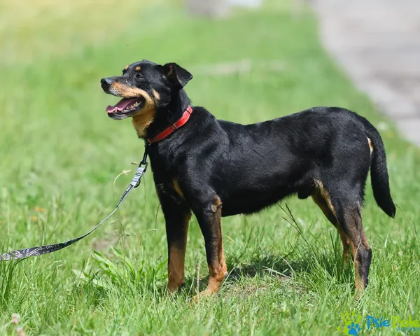 Pies do adopcji, Racławice, 30 marca 2024 (3/5)