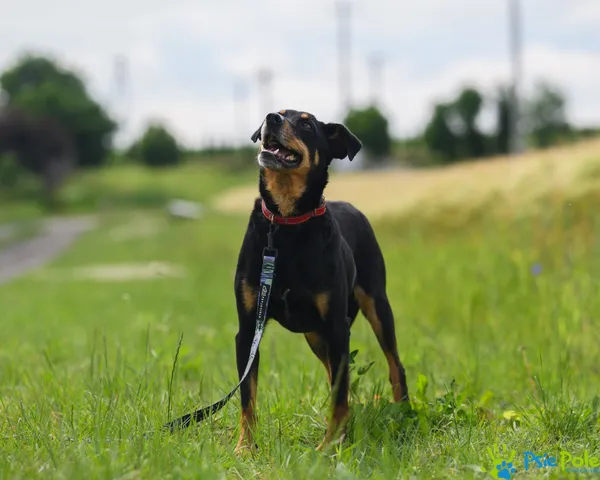 Pies do adopcji, Racławice, 30 marca 2024 (4/5)