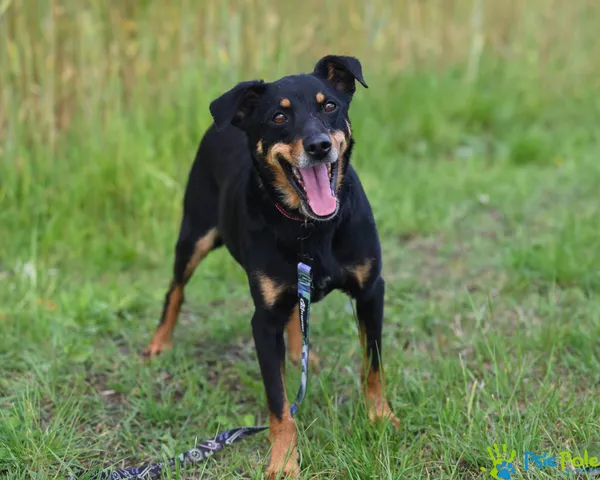 Pies do adopcji, Racławice, 30 marca 2024 (5/5)