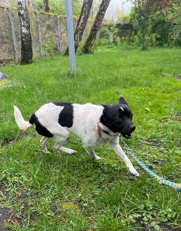 Pies do adopcji, Włocławek, 2 kwietnia 2024 (5/5)