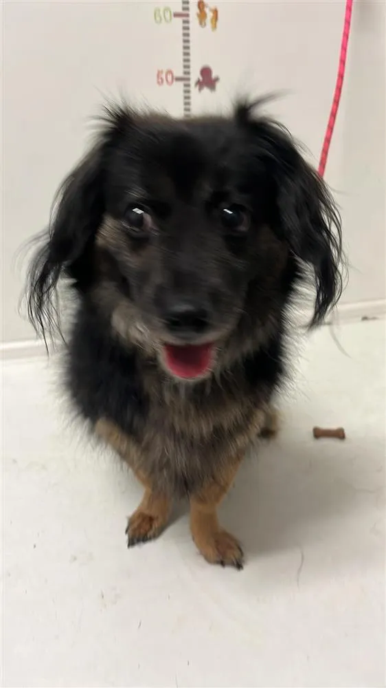 Pies do adopcji, Bytom, 3 kwietnia 2024 (1/2)