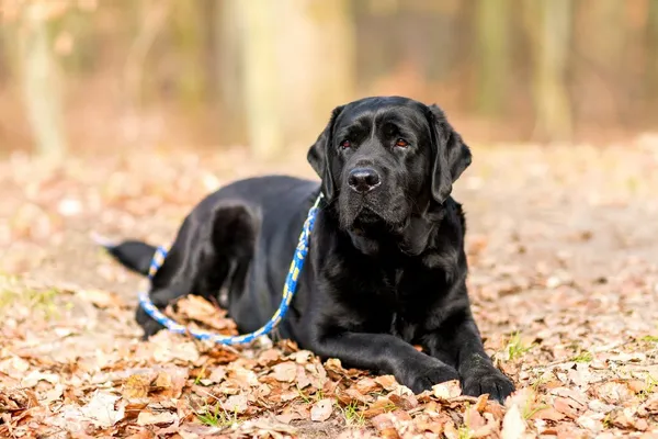 Pies do adopcji, Elbląg, 31 marca 2024 (1/5)