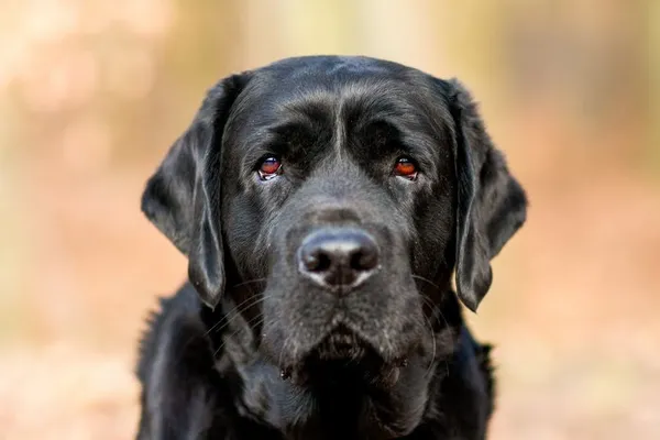 Pies do adopcji, Elbląg, 31 marca 2024 (2/5)