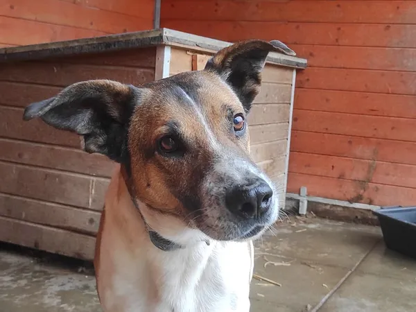 Pies do adopcji, Sosnowice, 22 marca 2024 (1/2)