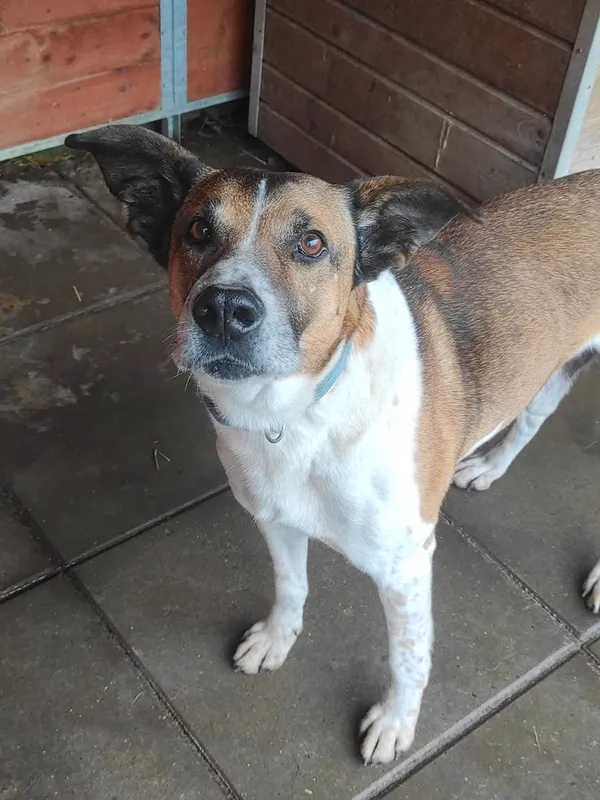 Pies do adopcji, Sosnowice, 22 marca 2024 (2/2)