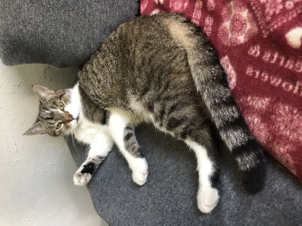 Zaginął kot, Łódź, 3 kwietnia 2024