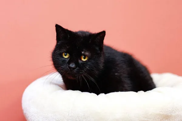 Kot do adopcji, Elbląg, 21 marca 2024 (1/2)